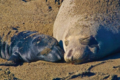 Picture of ELEPHANT SEALS II