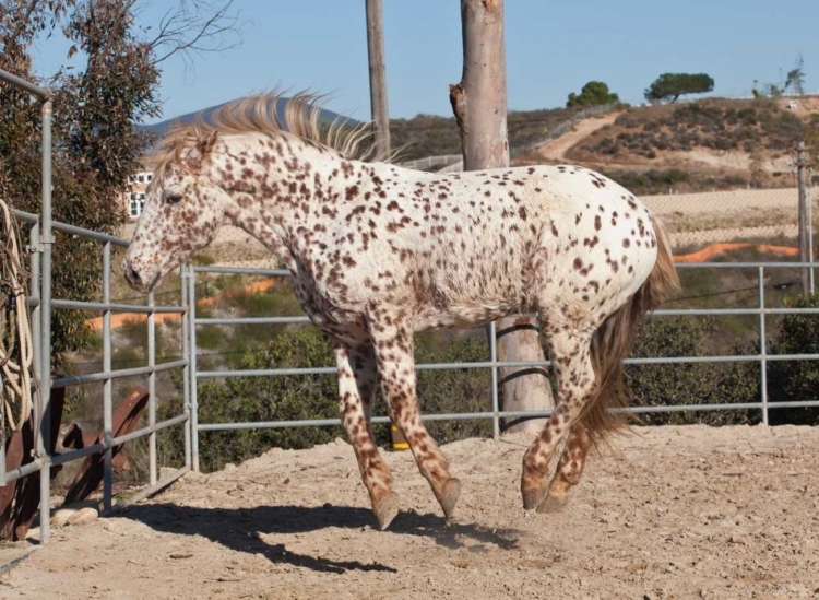 Picture of HAPPY HORSE I