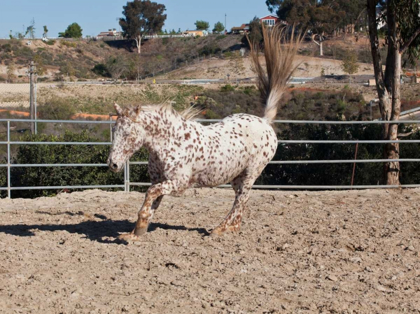 Picture of HAPPY HORSE II