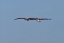 Picture of PELICANS IN FLIGHT I