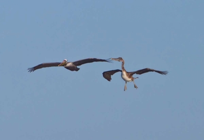 Picture of PELICANS IN FLIGHT II