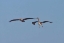 Picture of PELICANS IN FLIGHT II