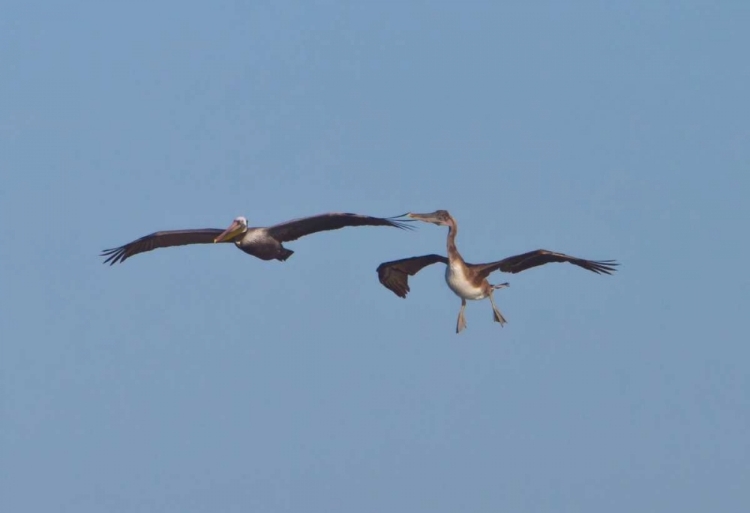 Picture of PELICANS IN FLIGHT II
