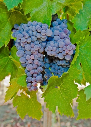 Picture of COUGAR WINERY GRAPES I