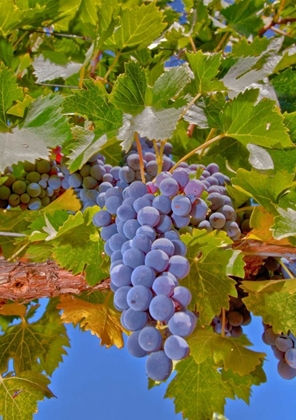 Picture of COUGAR WINERY GRAPES II