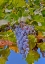Picture of COUGAR WINERY GRAPES II