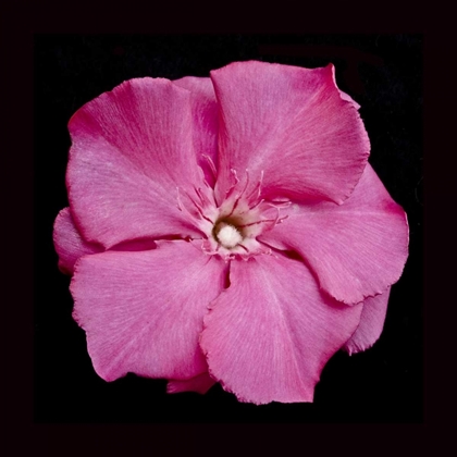 Picture of PINK FLOWER
