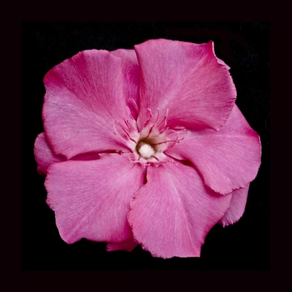 Picture of PINK FLOWER