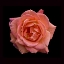 Picture of PEACH ROSE