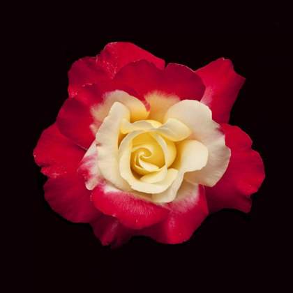 Picture of RED AND WHITE ROSE