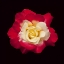 Picture of RED AND WHITE ROSE