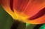 Picture of TULIP UP CLOSE II