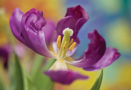 Picture of PURPLE TULIP I