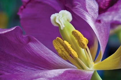 Picture of PURPLE TULIP II