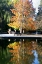 Picture of FALL COLORS