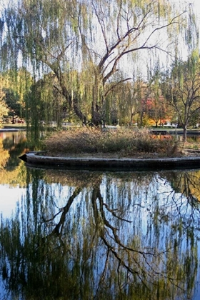 Picture of WILLOW IN FALL