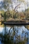 Picture of WILLOW IN FALL