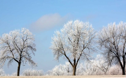 Picture of FROZEN FOG I