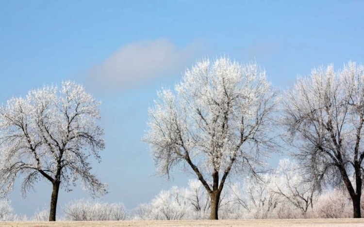 Picture of FROZEN FOG I