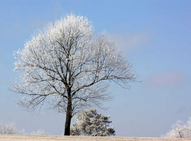 Picture of FROZEN FOG II