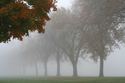 Picture of FOGGY TREES I