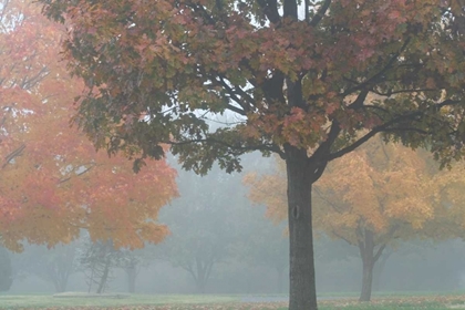 Picture of FOGGY TREES II