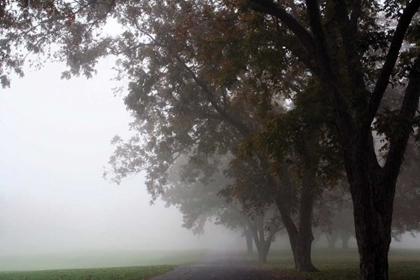 Picture of FOGGY TREES III