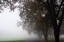 Picture of FOGGY TREES III