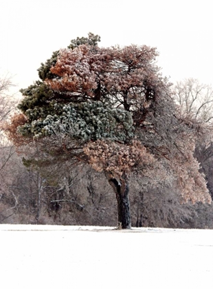Picture of TREE IN SNOW I