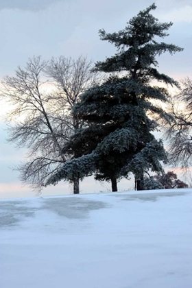 Picture of TREE IN SNOW II