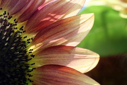 Picture of SUNFLOWER I