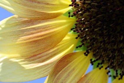 Picture of SUNFLOWER III