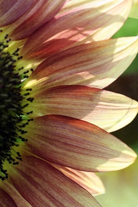 Picture of SUNFLOWER IV
