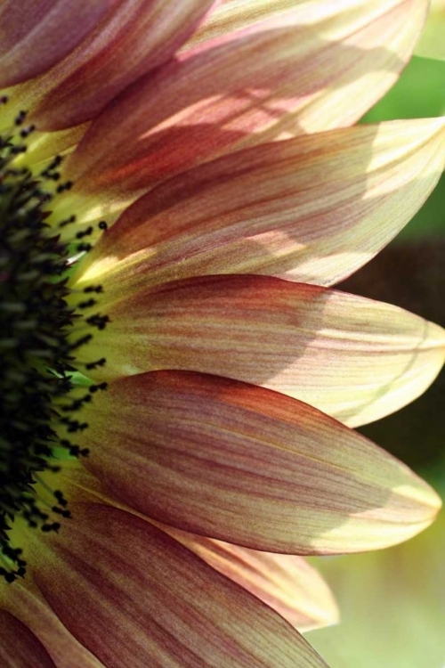 Picture of SUNFLOWER IV