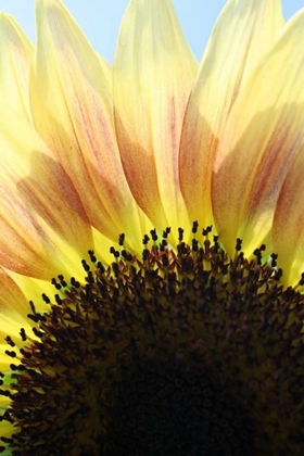 Picture of SUNFLOWER V