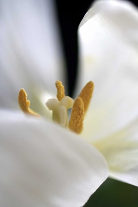 Picture of WHITE TULIP