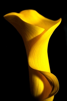 Picture of YELLOW LILY