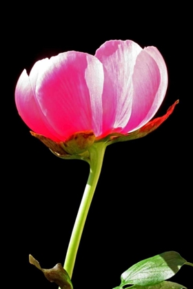 Picture of PINK PEONY II