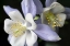 Picture of PURPLE COLUMBINE I