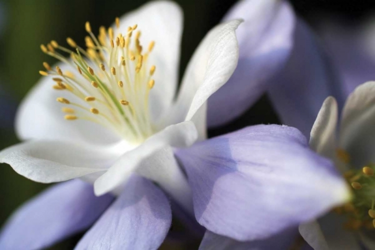 Picture of PURPLE COLUMBINE II