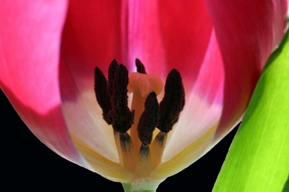 Picture of PINK TULIP