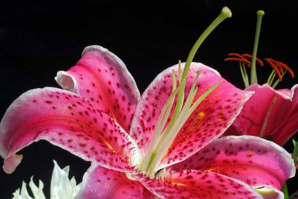 Picture of PINK LILY