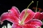 Picture of PINK LILY