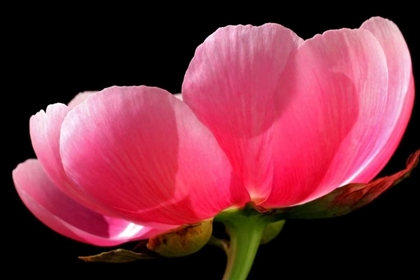 Picture of PINK PEONY III