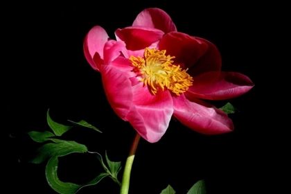 Picture of PINK PEONY IV