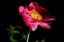 Picture of PINK PEONY IV
