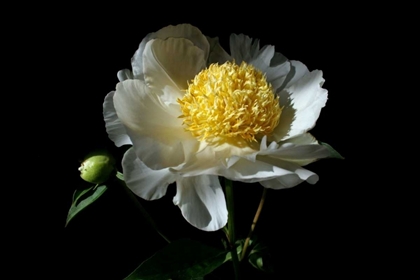 Picture of WHITE PEONY I