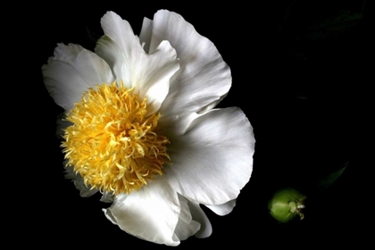 Picture of WHITE PEONY II