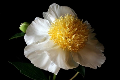 Picture of WHITE PEONY III