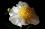Picture of WHITE PEONY III